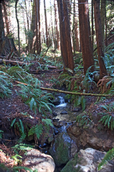 A small stream trickles through the ancient ecosystem of sword ferns and redwood trees